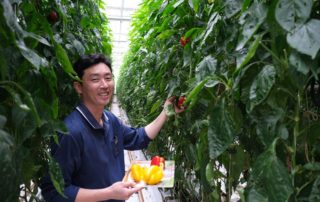 Hyunho Kim, bell pepper farmer, tends to his crop at Korean Air's Jedong Ranch.